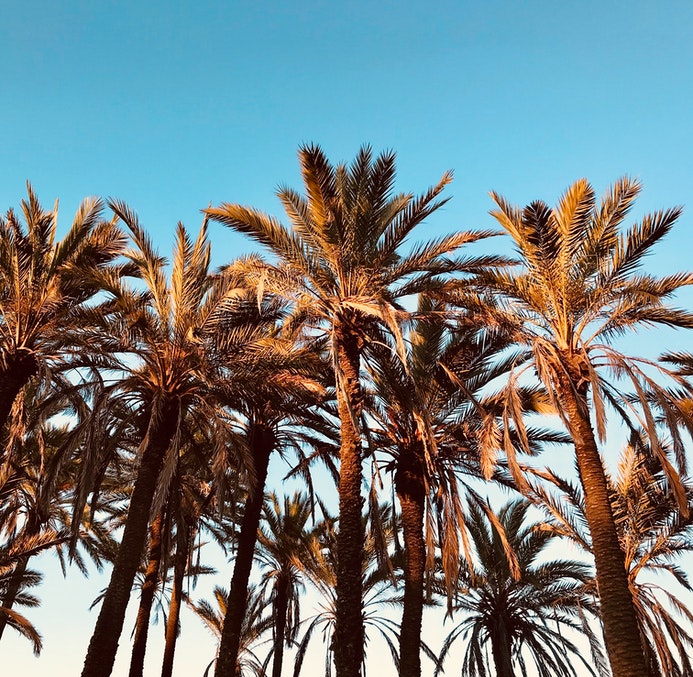 نخيل المجدول أفضل استثمار بأعلى عائد